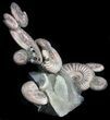Stunning Fossil Ammonite Display With Pyrite #34581-1